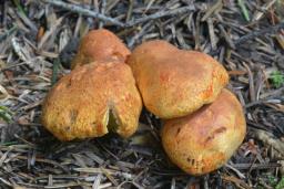 Cortinarius rubicundulus