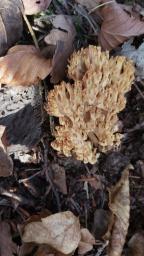 Ramaria sanguinea