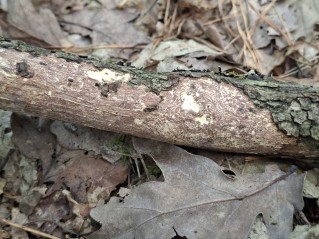 Vuilleminia comedens