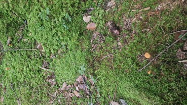 Clavariadelphus truncatus