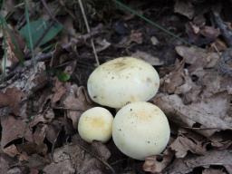 Russula violeipes