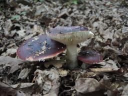 Russula atropurpurea