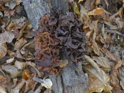 Phaeotremella frondosa