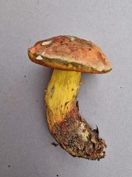 Suillellus queletii