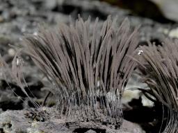 Stemonitis fusca