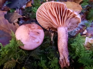 Hygrophorus capreolarius