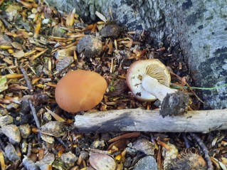 Agrocybe praecox