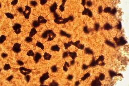 Cribraria oregana