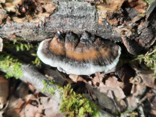 Bjerkandera adusta