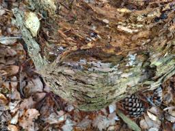 Clavulicium macounii