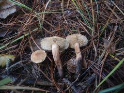 Tricholoma psammopus