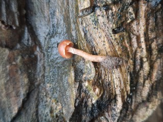 Tubaria furfuracea