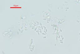 Polycephalomyces ditmarii