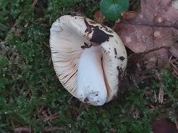 Russula carpini