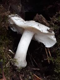 Tricholoma columbetta