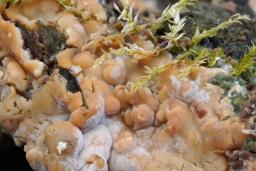 Gloiothele lactescens