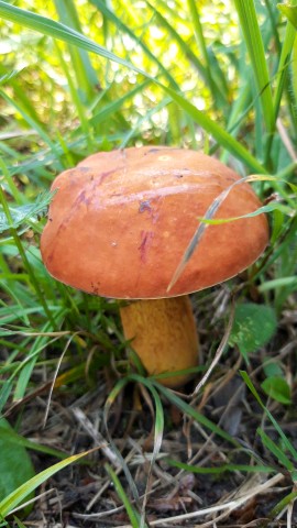 Suillellus luridus