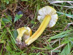 Hygrocybe citrinovirens