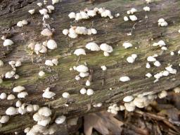 Schizophyllum commune