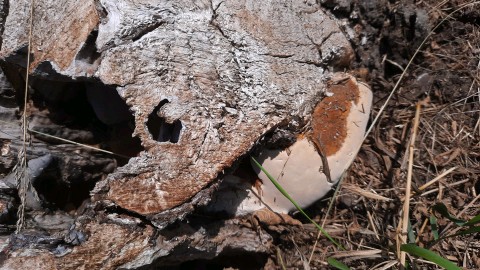 Ganoderma resinaceum