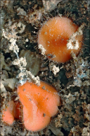 Scutellinia scutellata