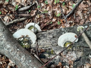 Trametes gibbosa