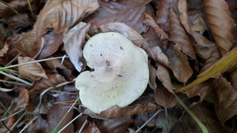 Lactarius blennius