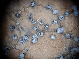 Didymium minus