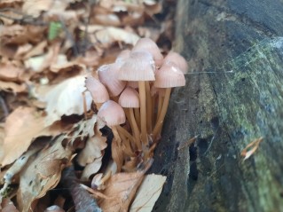 Mycena renati