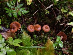 Cortinarius obtusus