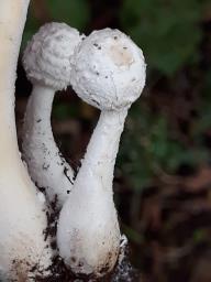 Leucocoprinus cretaceus