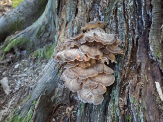 Grifola frondosa