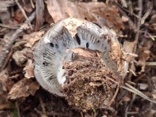 Hygrophorus marzuolus