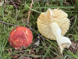 Russula aurea