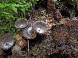 Cyathus striatus