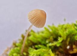 Mycena erubescens