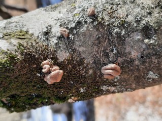 Encoelia furfuracea