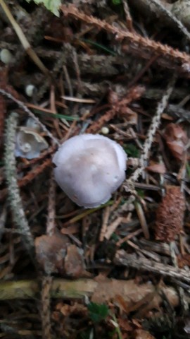 Mycena pura