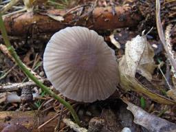 Mycena leptocephala
