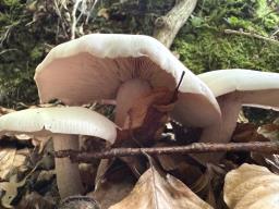 Lepista glaucocana