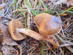 Cortinarius subobtusobrunneus