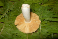 Russula romellii