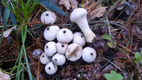 Lycoperdon perlatum