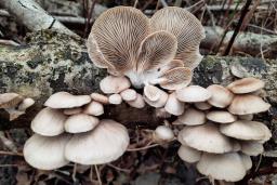 Pleurotus ostreatus