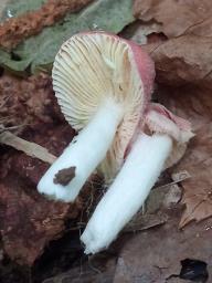 Russula emetica