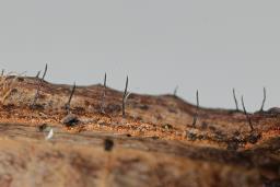 Ophiognomonia setacea