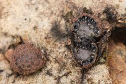 Hypoxylon fraxinophilum