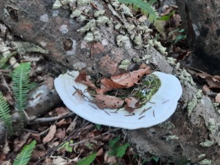 Trametes gibbosa