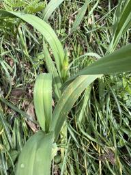 Puccinia porri