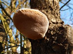 Phellinus pomaceus